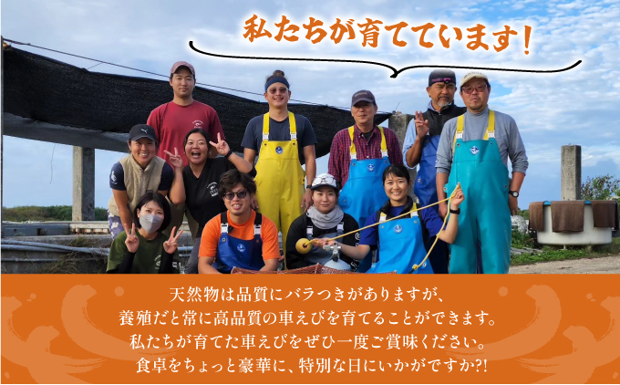 竹富島産 活車えび 1kg:40~60尾 008-a009 活車えび 1kg