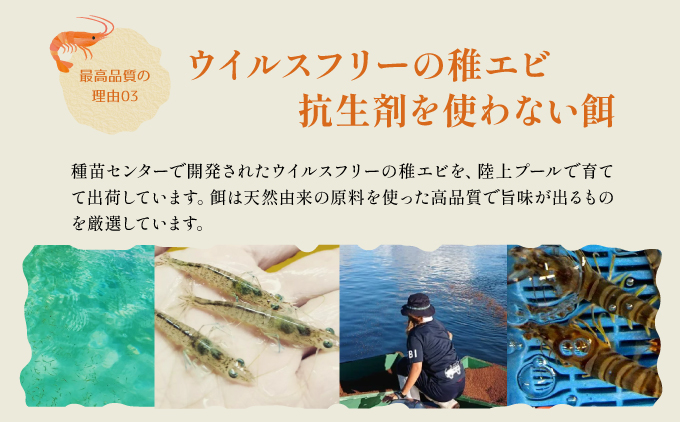 先行予約 竹富島産 活車えび 500g:20-30尾 先行予約 活車えび 500g