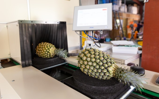 2024年 先行予約 セット パイン ジュリオスターパイン 2kg 2～3玉 レア品種 沖縄 西表島産 果物 フルーツ