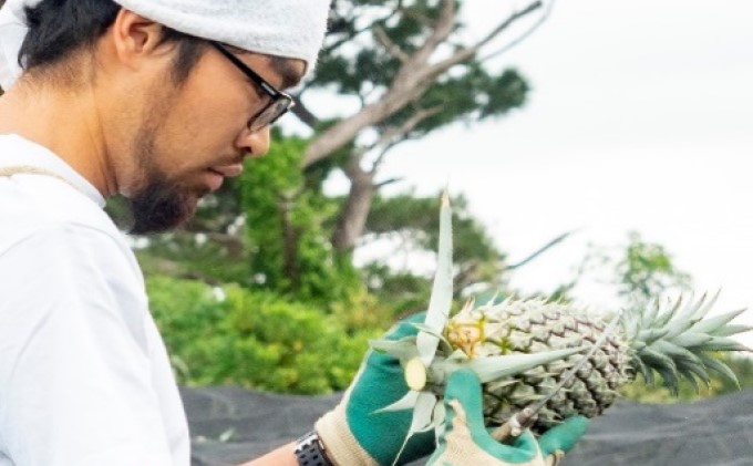 定期便 2ヶ月 2024年 先行予約 スナックパイン ピーチパイン 2種の旬のパイン パイン畑から直送