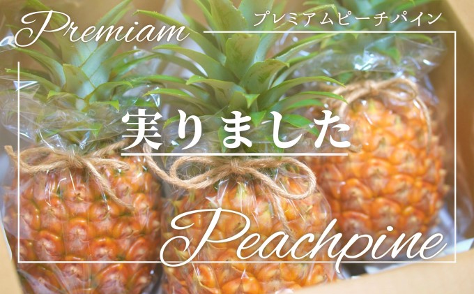 2025年 先行予約 人気No.５ 西表島ナウパカ 完熟 プレミアム ピーチパイン 約2Kg ☆栽培期間中 農薬・化学肥料不使用☆　西表島ナウパカ