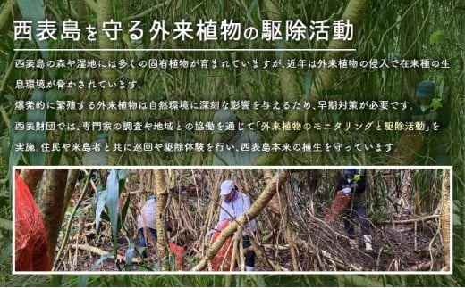 一般財団法人西表財団 感謝状＋西表島フォトコンテスト「西表島カレンダー」付 10万円