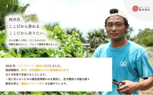 2026年 先行予約 西表島の完熟ピーチパイン 9kg (8～12玉)【嘉本商店 完熟 果物 フルーツ】お届け：5月中旬～6月中旬頃【042-a005】 9kg