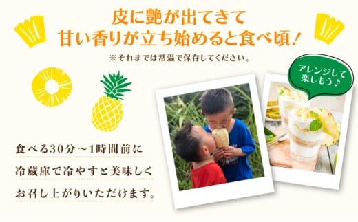 2026年 先行予約 最高級 パイン 完熟 ゴールドバレル  1.0kg以上 大玉1玉 果物 フルーツ パイナップル 大玉1玉 (1.0kg以上)