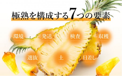 GOKUJUKU -極熟- プレミアム スナックパイン 1.4kg以上 1玉　2026年　先行予約 パイナップル 沖縄 高糖度秀品 贈答用 贈り物 パイン 果物 フルーツ デザート 希少 西表島