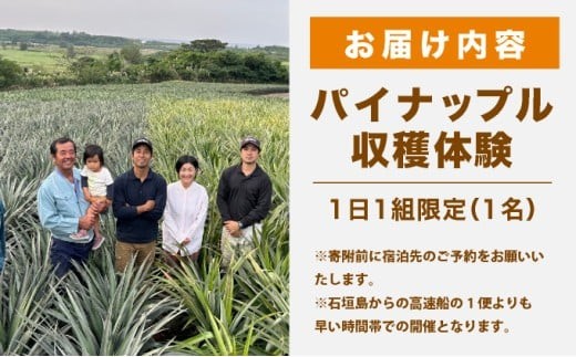 パイナップル収穫体験【1名】爽やかな朝日を浴びた中での開催♪（4月25日～6月15日開催） 1名