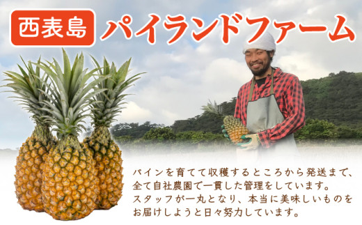 【手でちぎって食べる楽しさ】熟鮮スナックパイン2kg（2～3玉）2026年 先行予約　沖縄　西表島 2kg（2～3玉）