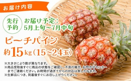 《2026年 先行予約》ピーチパイン 約15kg 15～24玉 農園ファイミール 完熟 果物 フルーツ 約15kg（15～24玉入り）