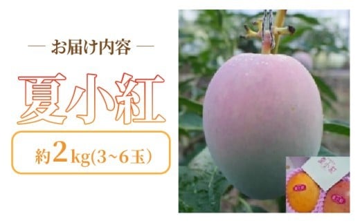 2026年 先行予約 マンゴー 夏小紅 約2kg 3～6玉 ますみ農園 甘味 スッキリ 果物 フルーツ 約2kg (3～6玉)