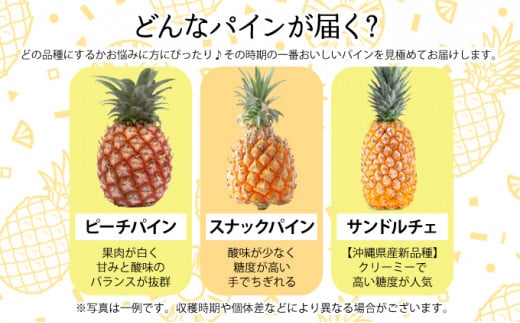 2026年 先行予約 セット 黒糖 完熟 パイン 水鴨農園 西表島産 パイナップル 果物 フルーツ