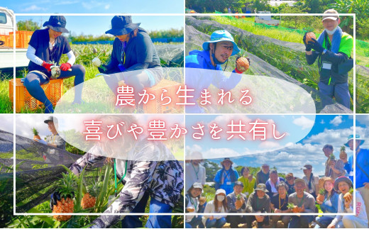 【ピーチ定期便★約4kg×3回】☆新感覚☆ 桃のような芳醇な香りのする『西表島産 完熟ピーチパイン』 2026年 発送 西表島ナウパカ パイナップル 果物 フルーツ デザート025-a014_2026