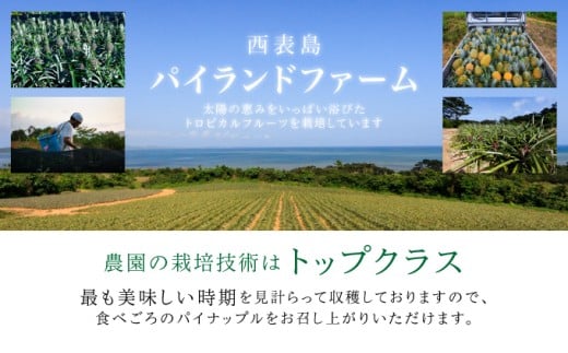 リピーター続出の希少種パイン！　数量限定販売　先行予約　パイナップル　沖縄　西表島　熟鮮ホワイトココ(R)　3㎏　2～3玉　ココナッツに似た香り　果物　フルーツ　デザート