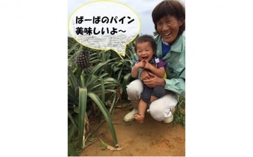 2026年 先行予約 島パイン (ハワイ種) 約5kg (4～6玉) ますみ農園 ”蜜たっぷり” パイン パイナップル 果物 フルーツ 約5kg（4～6玉）