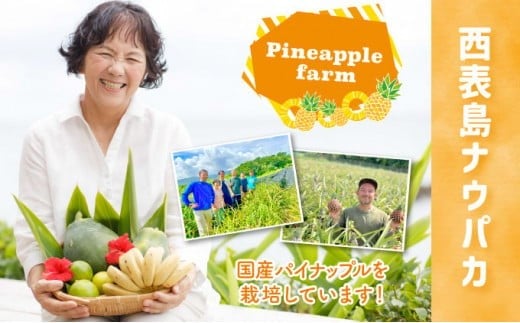 【訳あり】☆新感覚の味わい☆桃のような芳醇な香りのする　『西表島産完熟ピーチパイン』 約1.6kg 約1.6kg