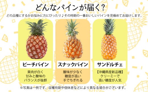 定期便 2ヶ月 2026年 先行予約 旬のパインアップル 約3kg 水鴨農園 2回 お楽しみ 果物 フルーツ ＜定期便＞約3kg×2回(計約6kg)