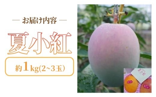 2026年 先行予約 マンゴー 夏小紅 約1kg 2～3玉 ますみ農園 甘味 スッキリ 果物 フルーツ 約1kg (2～3玉)