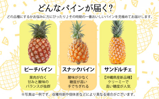 定期便 2ヶ月 2026年 先行予約 旬のパインアップル 約3kg 水鴨農園 2回 お楽しみ 果物 フルーツ ＜定期便＞約3kg×2回(計約6kg)