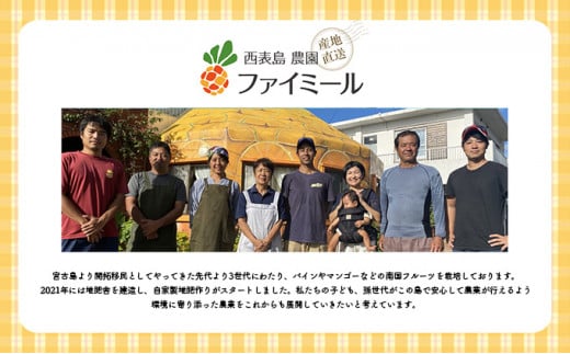 2026年 先行予約 アップルマンゴー 約1kg 2～3玉 セット 八重山マンゴー品評会総合1位を計3回獲得！高糖度保証！農園ファイミール 濃厚 果物 フルーツ 約1kg (2～3玉)