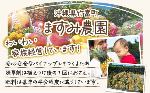 2026年 先行予約 パイン ゴールドバレル 約3kg 2～4玉 ますみ農園 甘み たっぷり パイナップル 果物 フルーツ