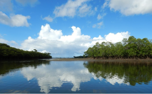 西表島マングローブカヌー＋ピナイサーラの滝 1日プラン・島てぬぐい付 1名様