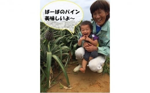2026年 先行予約 島パイン (ハワイ種) 約3kg (2～3玉) ますみ農園 ”蜜たっぷり” パイン パイナップル 果物 フルーツ 約3kg（2～3玉）