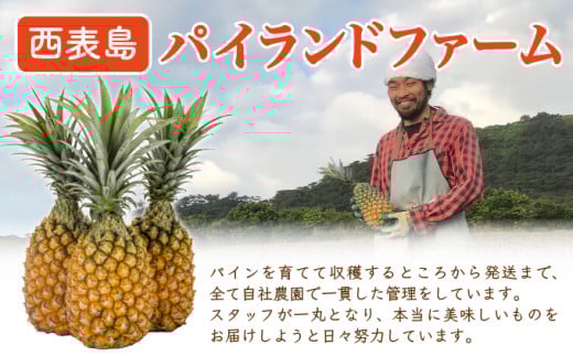 【手でちぎって食べる楽しさ】熟鮮スナックパイン6kg（5～9玉）2026年 先行予約　沖縄　西表島 6kg（5～9玉）