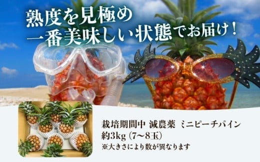 2026年 先行予約 栽培期間中 減農薬 ミニピーチパイン 3kg (7～8玉)  西表島アナナス農園 完熟 パイン 果物 フルーツ 減農薬 ミニピーチパイン 約3kg(7～8玉)