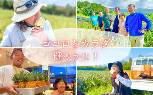 ☆新感覚の味わい☆桃のような芳醇な香りのする　『西表島産完熟ピーチパイン』 約2kg（3～4個入） 約2kg（3～4個入）