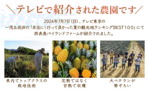 ＜訳あり！＞2026年 先行予約 大きさ不揃い お得！箱にいっぱいピーチパイン9kgセット 約９kg