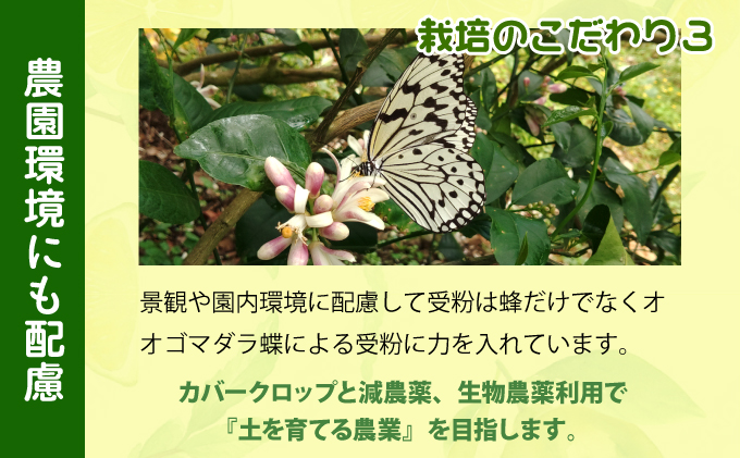 まとめてお得、果汁たっぷり マイヤーレモン（島レモン）約5kg 5kg