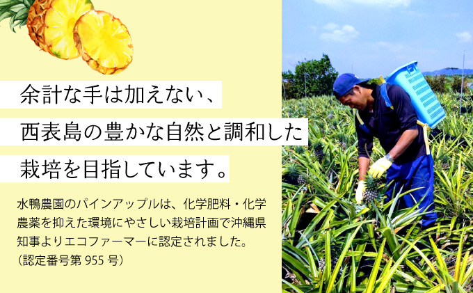 定期便 2ヶ月 2026年 先行予約 旬のパインアップル 約3kg 水鴨農園 2回 お楽しみ 果物 フルーツ 020-a003_2026