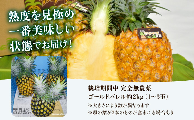 【JASオーガニック】 プレミアムゴールドバレル 約2kg 1～3玉 023-a008_2026