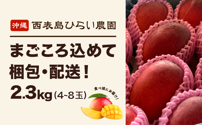 2026年 先行予約 アップルマンゴー 約2～3kg 4～8玉 西表島ひらい農園 マンゴー 果物 フルーツ 027-a007_2026