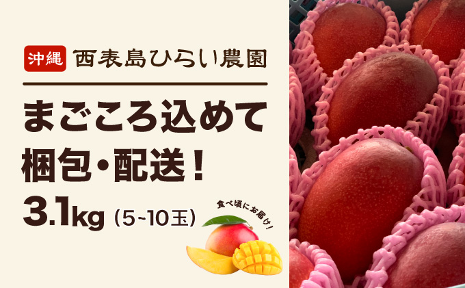 2026年 先行予約 アップルマンゴー 約3.1kg 5～10玉 西表島ひらい農園 マンゴー 果物 フルーツ 027-a008_2026
