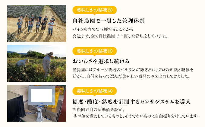 熟鮮サンドルチェ(R) 3kg(2～3玉 )2026年 先行予約 パイン沖縄 西表島産 レア品種 沖縄 西表島産 果物 フルーツ [029-a004_2026]