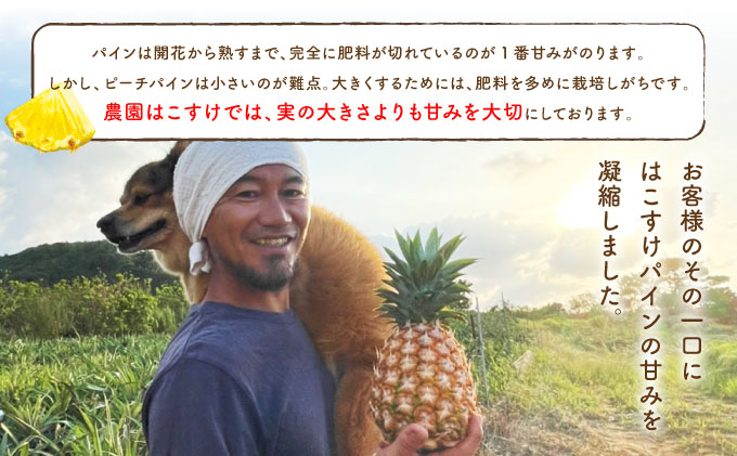 定期便 2ヶ月 2026年 先行予約 ピーチパイン 約3kg 西表島 絶品 初エコファーマー認定 パイン 果物 フルーツ 2回 お楽しみ 036-a003_2026