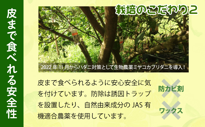 まとめてお得、果汁たっぷり マイヤーレモン（島レモン）約5kg 5kg