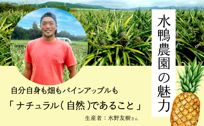 定期便 2ヶ月 2026年 先行予約 旬のパインアップル 約3kg 水鴨農園 2回 お楽しみ 果物 フルーツ 020-a003_2026