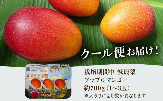 2024年 先行予約 栽培期間中 減農薬 アップルマンゴー 約700g 1～3玉 アナナス農園 完熟 マンゴー 果物 フルーツ