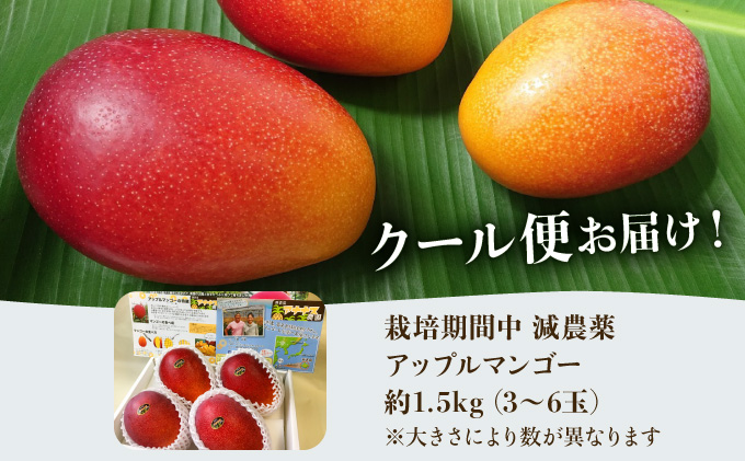 2024年 先行予約 栽培期間中 減農薬 アップルマンゴー 約1.5kg 3～6玉 アナナス農園 完熟 マンゴー 果物 フルーツ