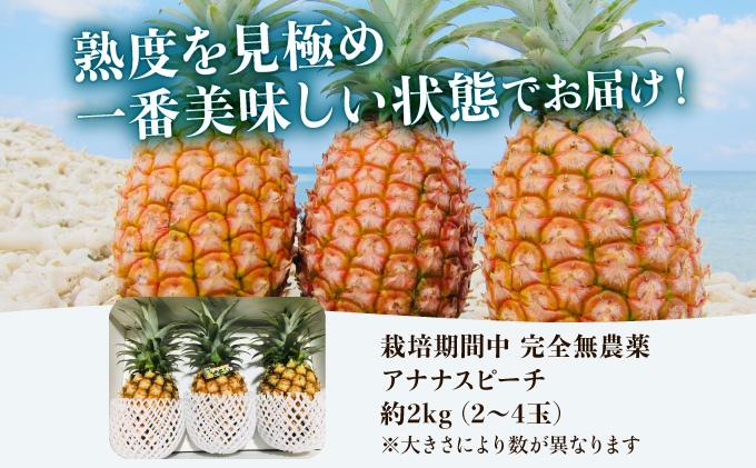 2024年 先行予約 パイナップル ついに実現！栽培期間中 完全 無農薬 アナナスピーチ 約2kg 2～4玉 果物 フルーツ