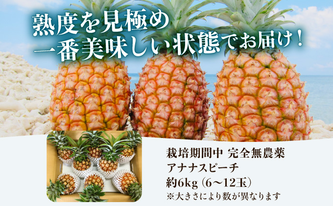 2024年 先行予約 パイナップル ついに実現！栽培期間中 完全 無農薬 アナナスピーチ 約6kg 6～12玉 果物 フルーツ