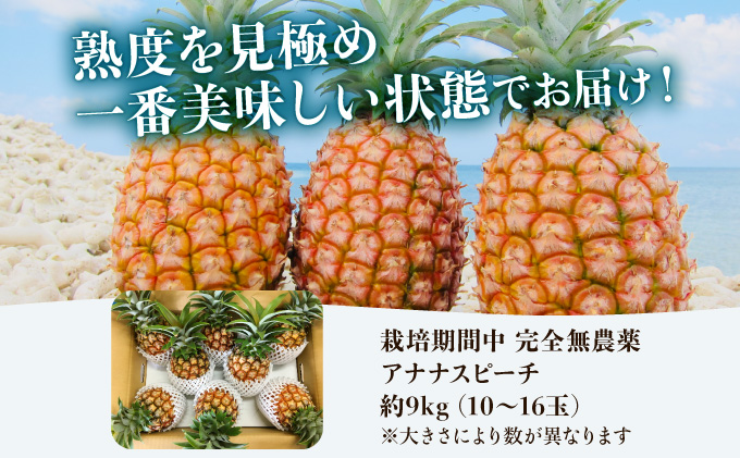2024年 先行予約 パイナップル ついに実現！ 栽培期間中 完全 無農薬 アナナスピーチ 約9kg 10～16玉 果物 フルーツ