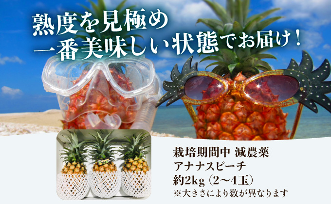 2024年 先行予約 栽培期間中 減農薬 ピーチパイン 約2kg 2～4玉 西表島アナナス農園 完熟 パイン 果物 フルーツ