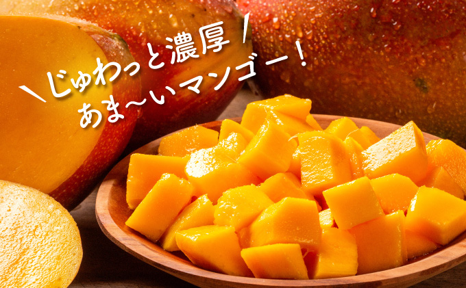 2026年 先行予約 アップルマンゴー 約700g 2玉 西表島ひらい農園 マンゴー 果物 フルーツ 027-a005_2026