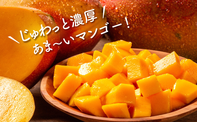 2026年 先行予約 アップルマンゴー 約3.1kg 5～10玉 西表島ひらい農園 マンゴー 果物 フルーツ 027-a008_2026