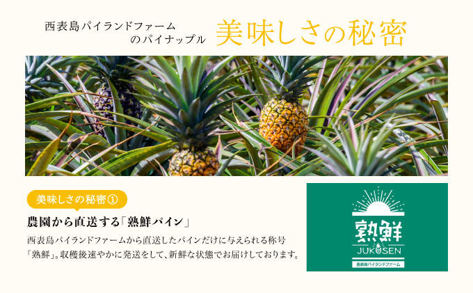 熟鮮サンドルチェ(R) 3kg(2～3玉 )2026年 先行予約 パイン沖縄 西表島産 レア品種 沖縄 西表島産 果物 フルーツ [029-a004_2026]