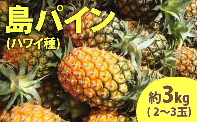 2026年 先行予約 島パイン (ハワイ種) 約3kg (2～3玉) ますみ農園 ”蜜たっぷり” パイン パイナップル 果物 フルーツ  005-a011_2026