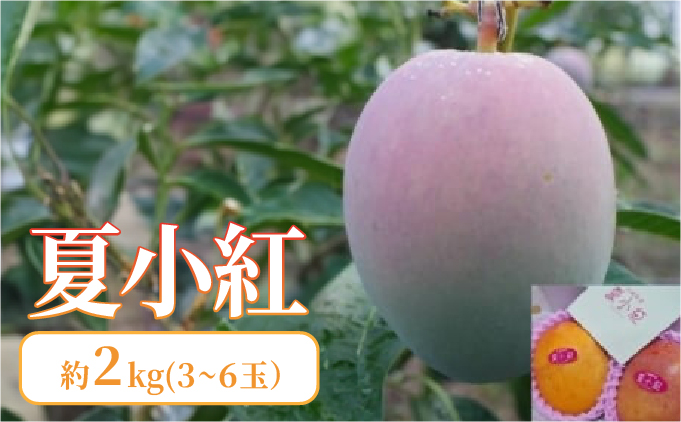 2026年 先行予約 マンゴー 夏小紅 約2kg 3～6玉 ますみ農園 甘味 スッキリ 果物 フルーツ 005-a013_2026