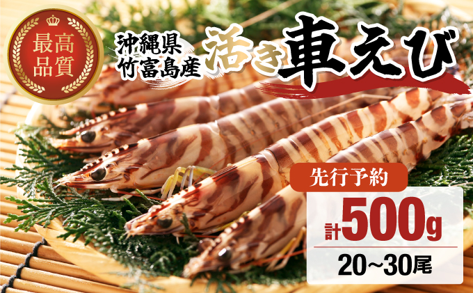 先行予約 竹富島産 活車えび 500g:20-30尾 先行予約 活車えび 500g